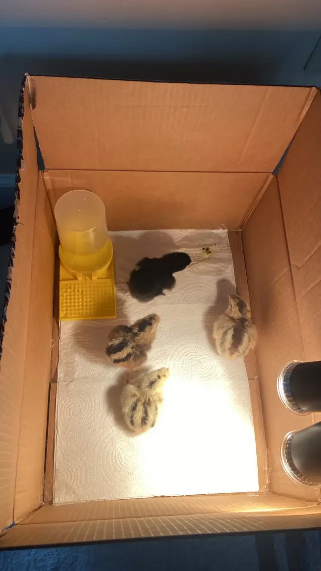 baby chicks in Birds for Rehoming in Delta/Surrey/Langley - Image 3