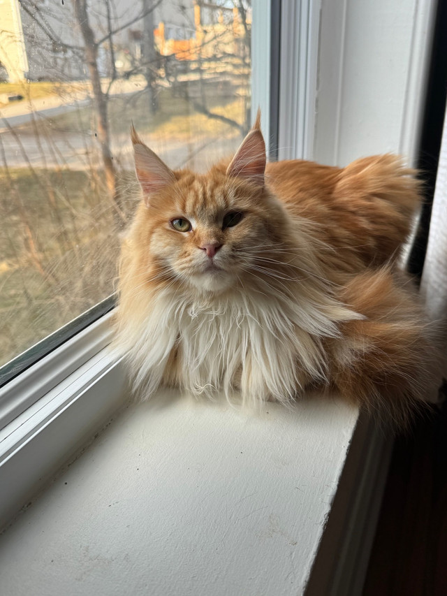 Purebred Mainecoon in Cats & Kittens for Rehoming in Peterborough