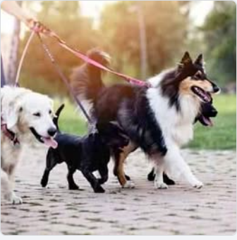 dog walker/daycare (LASALLE), View more