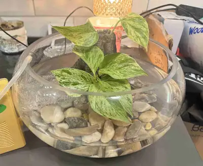 Fish bowl set, View more