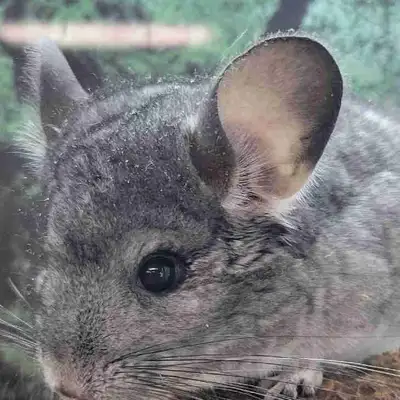 baby chinchillas, View more