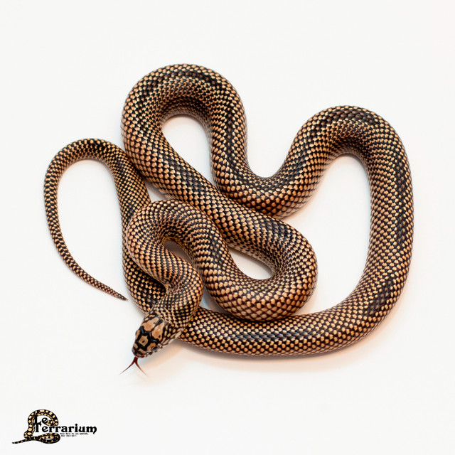 Serpent roi d'apalachicola - Striped - Mâle dans Reptiles et amphibiens à adopter  à Ville de Québec - Image 2