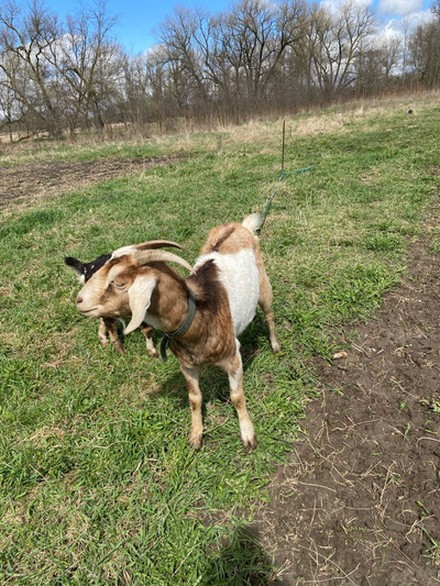 LivestockGoats 