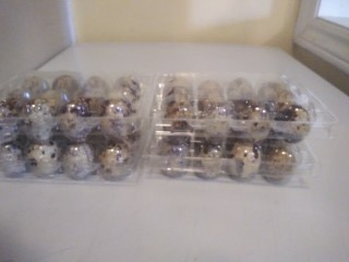 Quail eggs in Livestock in Oakville / Halton Region - Image 4