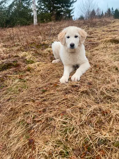 We are looking to sell our 4.5 month old Maremma (3/4 maremma 1/4 great pyranees) puppy. She has a v...