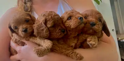 Cavapoo Companion Home, View more
