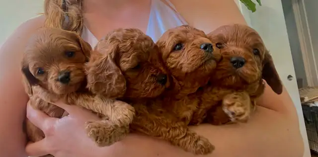 Cavapoo Girls Avaialble in Dogs & Puppies for Rehoming in Victoria - Image 2