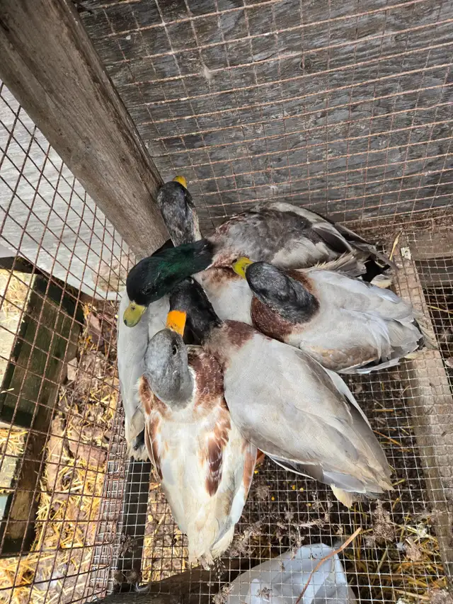 Male call ducks in Livestock in Hamilton - Image 3