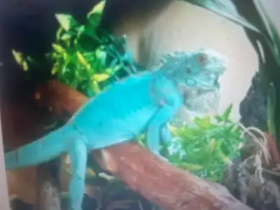 BEAUTIFUL BABY IGUANAS ON SPECIAL, View more