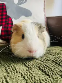 Adorable Guinea Pig with XL deluxe cage! 