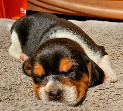 River Styx Scent Hounds is excited to announce that our 2025 BEAGLE PUPPY LITTERS have started to ar...