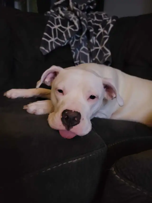 please help Freya get well.472308442171320322