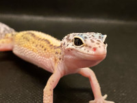 Gecko leopard femelle/4 mois 