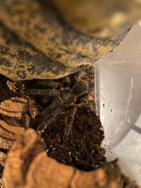 Aphonopelma seemanni (striped knee tarantula)