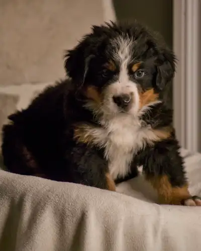 Bernese Mountain Dog Purebred, View more