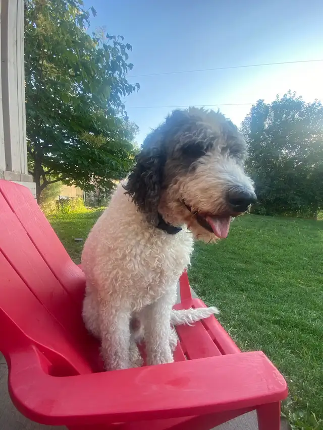 2 pups left!!  F2  Bernsheedoodle puppies in Dogs & Puppies for Rehoming in Strathcona County - Image 6