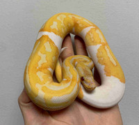 Female Yellowbelly Dreamsicle Ball Python 