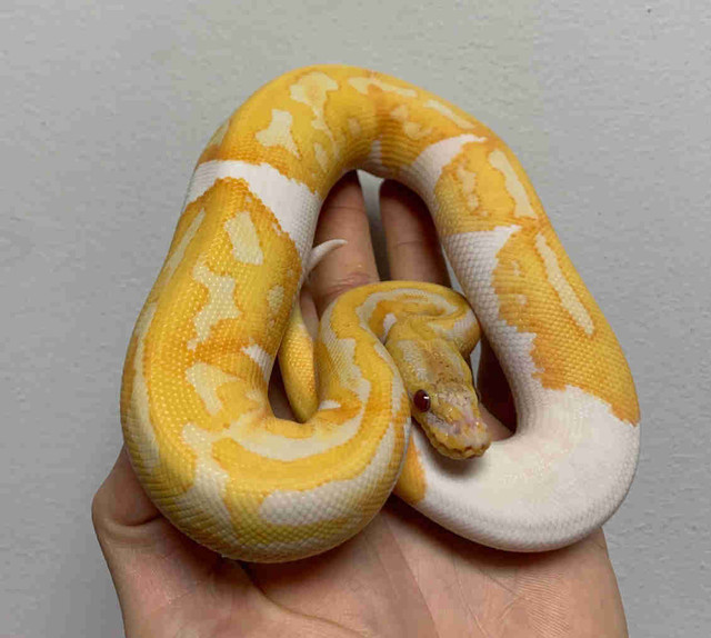 Female Yellowbelly Dreamsicle Ball Python  in Reptiles & Amphibians for Rehoming in Mississauga / Peel Region