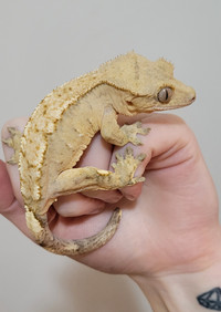 Female Crested Gecko! (Brindle) 