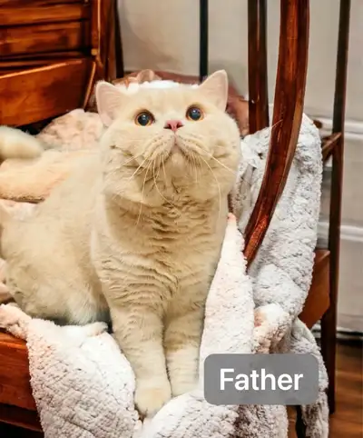 British Shorthair Purebred TICA Registered Kittens Available, View more