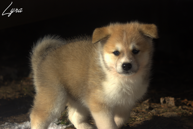 Chiots Samkita Inu puppies in Dogs & Puppies for Rehoming in Drummondville - Image 6