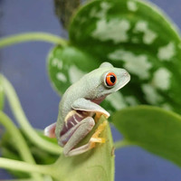 Whites tree frogs and red eye tree frogs 