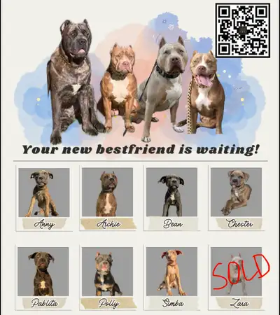 Gorgeous puppies ready to meet responsible pet parents., View more
