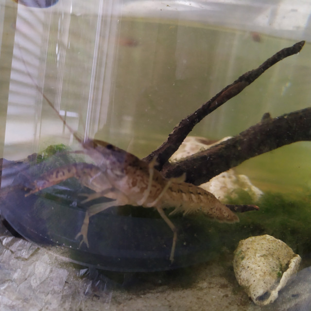 Blue and marbled crayfishes in Fish for Rehoming in Burnaby/New Westminster - Image 2