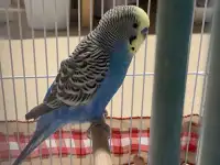 Healthy budgie + Cage