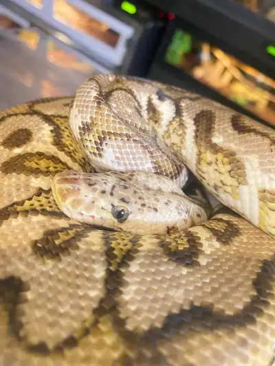 Making this pair available for trade. 1.0 Spotnose YB HRA pastel clown 50%het genetic stripe PB 0.1...