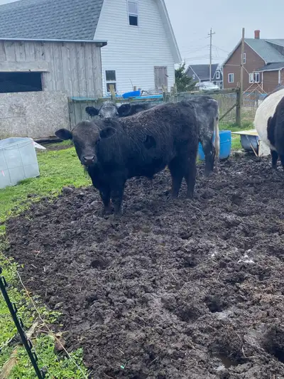 16 month old angus/limo bull, View more