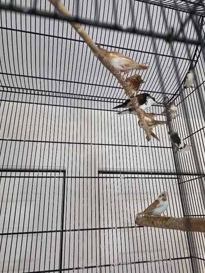 Jeunes Moineau du japons