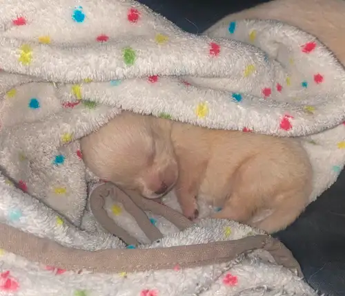 Pom chi puppies available! 3 female 2 male Mom is a pomchi dad is full Pomeranian So puppies are 75%...