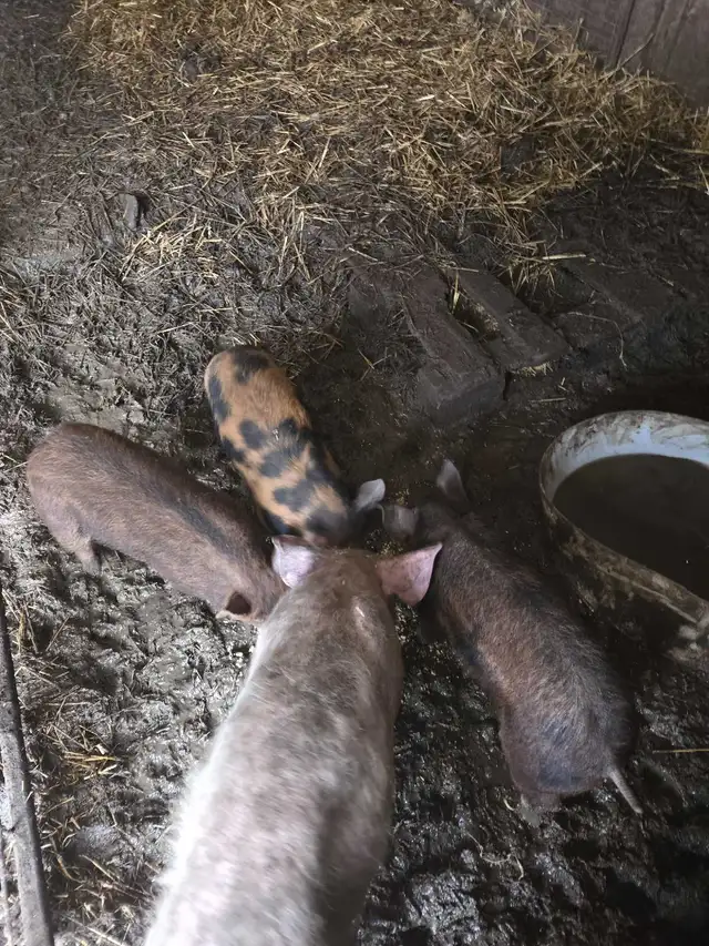 Berkshire manglitsta cross piglets  in Livestock in Truro - Image 2