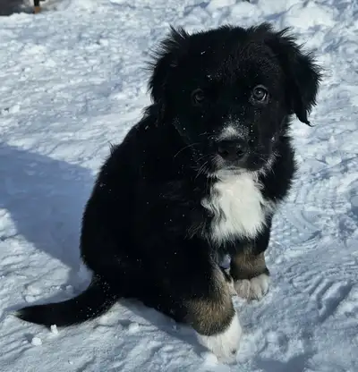 Chiots border collie X et berger allemand, View more