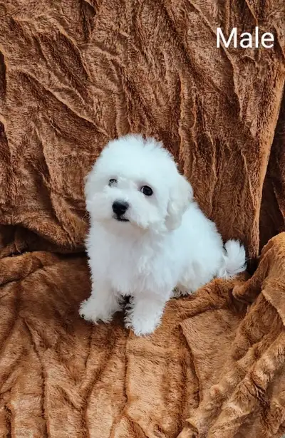 Adorable Purebred Bichon Frise puppies (Boys), View more