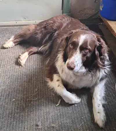 Austrailian Sheperd x Border Collie Girl, View more