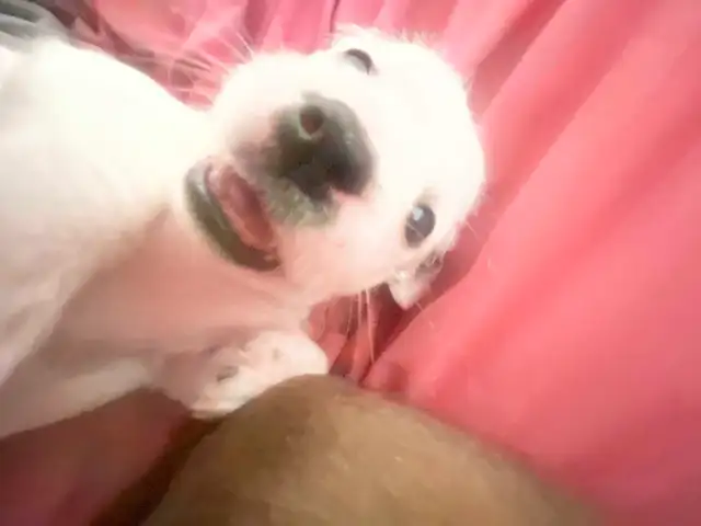 ShitBull x Weiner Puppies in Dogs & Puppies for Rehoming in Vancouver - Image 5