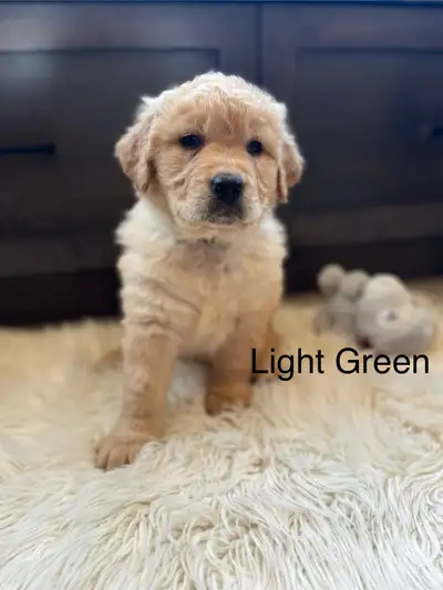 Spring is just around the corner and what better way to enjoy spring than with a new puppy! Finley w...