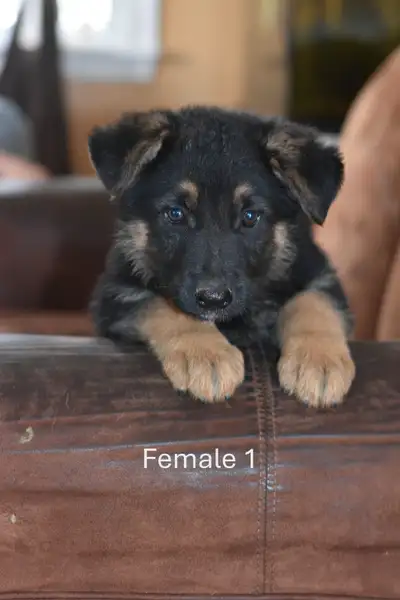 German Shepherd Puppies, View more