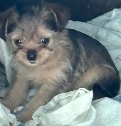 shitzu/morkie puppys ready gor there new home, View more