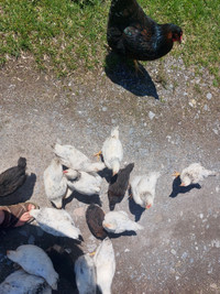 Norian 8 week old chicks for sale