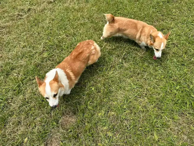 Welsh Corgi puppies ready to new home  in Dogs & Puppies for Rehoming in City of Toronto - Image 11