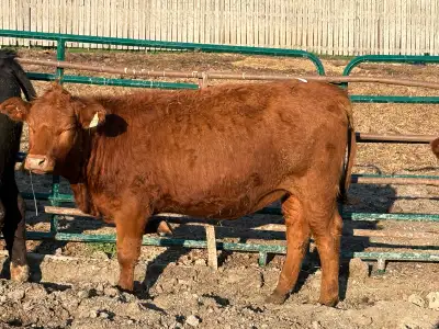 simmental heifers, View more
