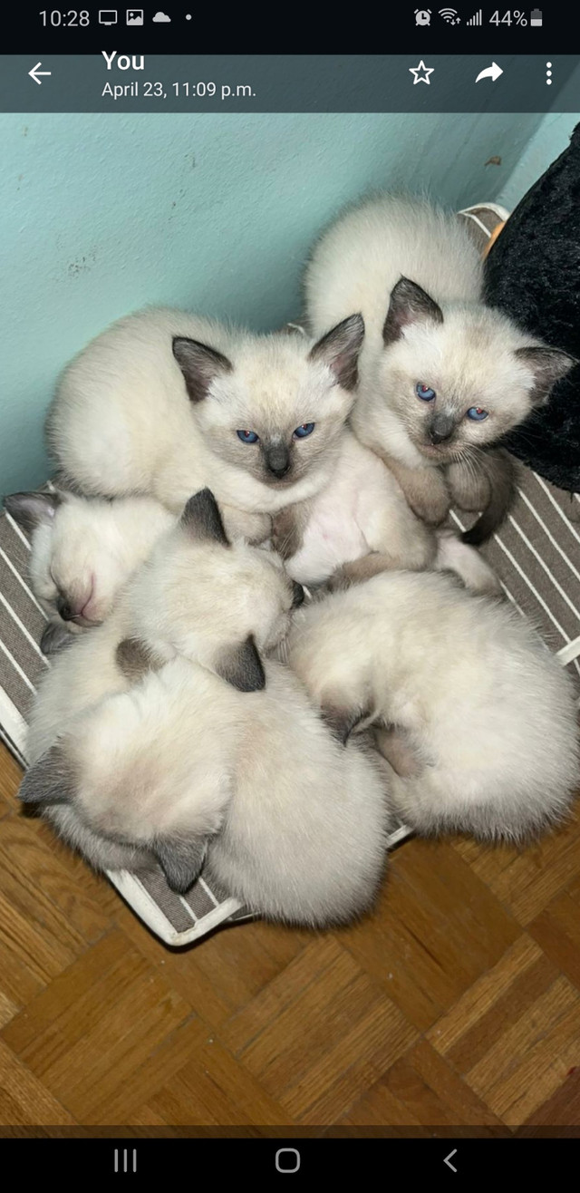Siameses Kittens for sale in Cats & Kittens for Rehoming in City of Toronto