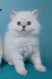 British longhair male kitten white/point blue eyed