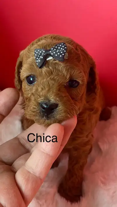super cute Red Toy Poodles!., View more