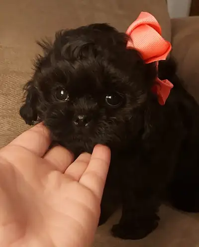 ❤️ BEAUTIFUL TOY SHIH POO PUPPIES ❤️ CKC BLOODLINES, View more