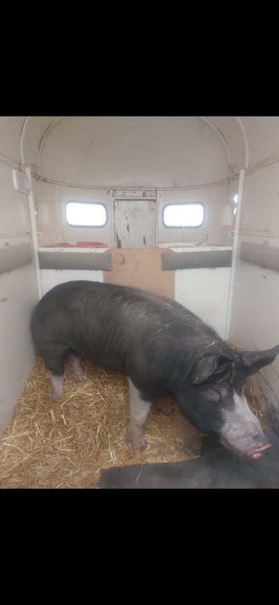 Unregistered purebred Berkshire boar, View more