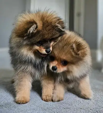 Premium pomeranian puppies *, View more